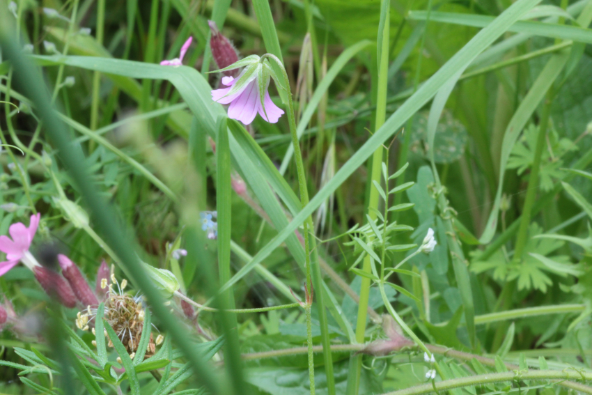 Geranium columbinum