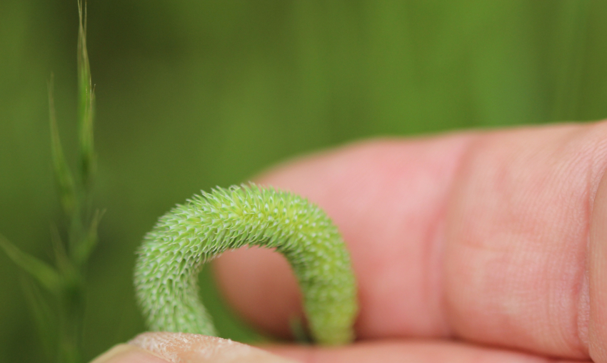 Phleum pratense aggr. : Inflorescence.