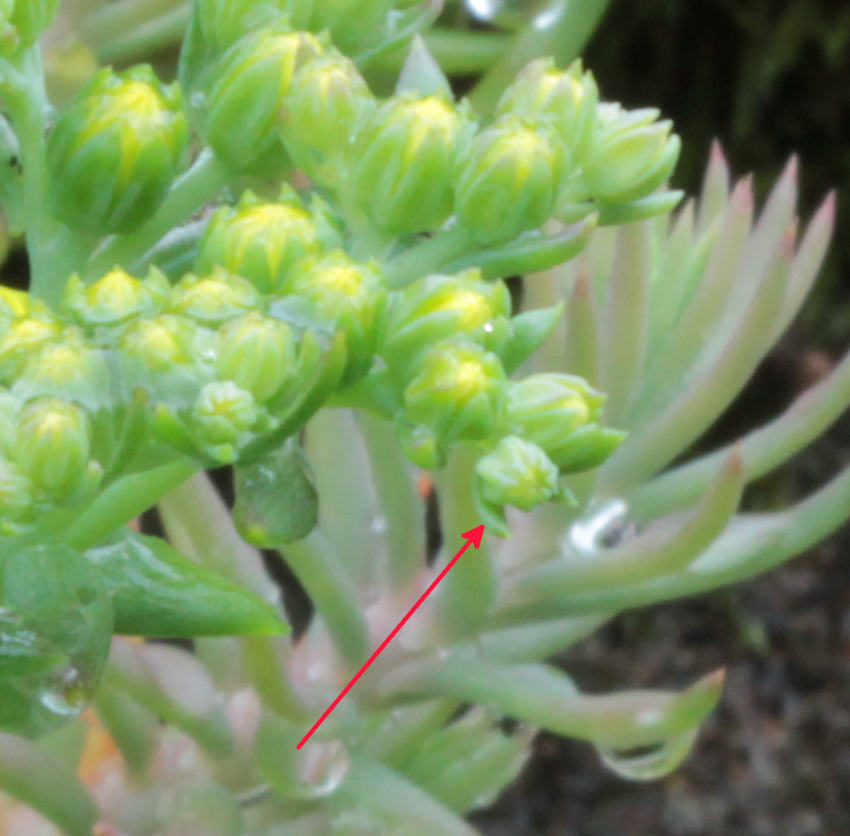 Petrosedum forsterianum: bractées florales