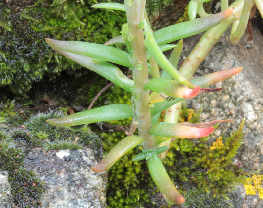 Petrosedum forsterianum: feuilles