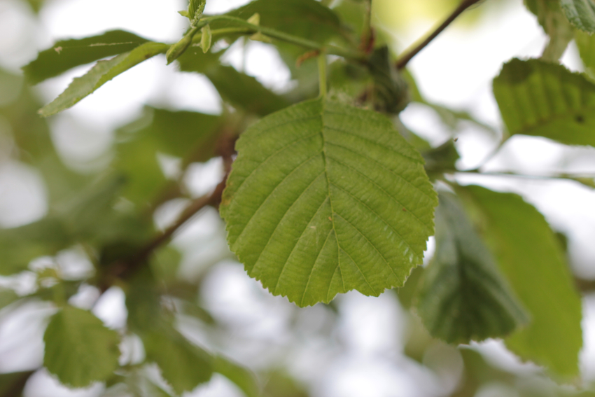 Alnus glutinosa: feuille