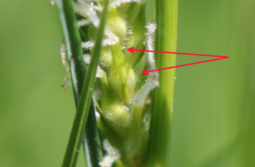 Carex hirta: fruit