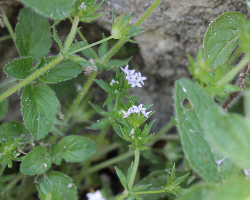 Sherardia arvensis: inflorescences