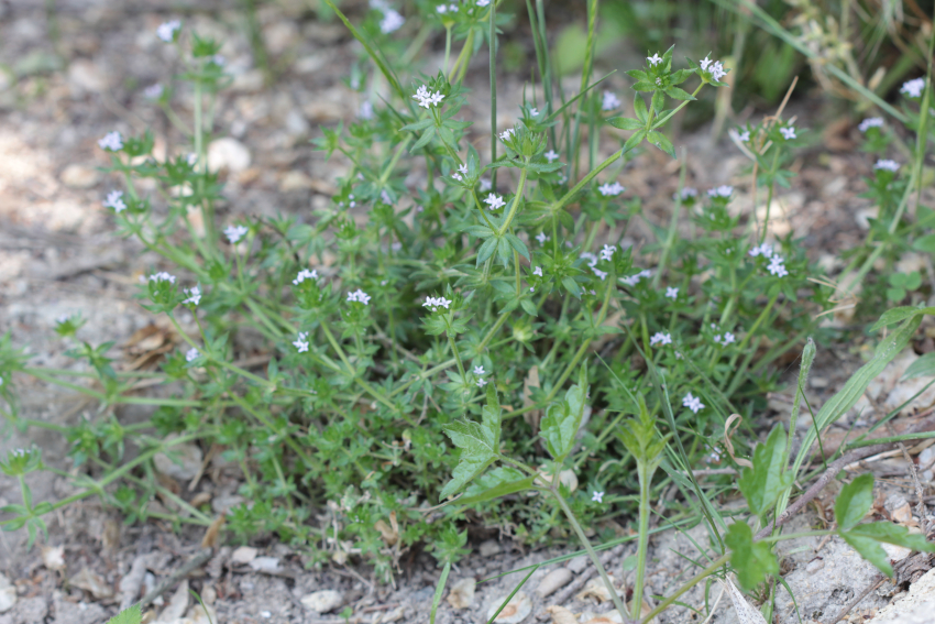 Sherardia arvensis
