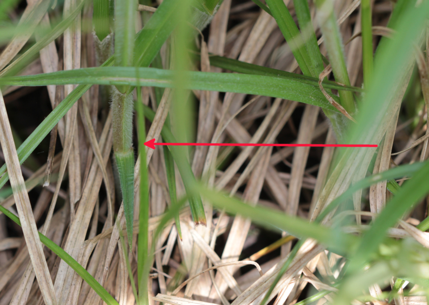 Carex hirta: base de la plante, gaine velue