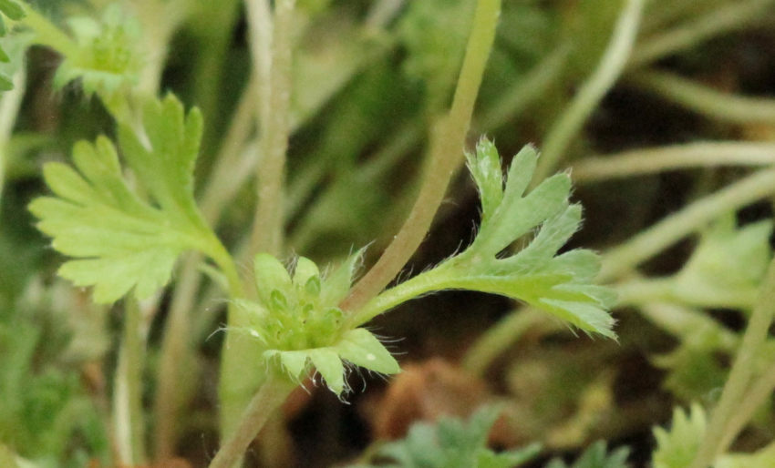 Aphanes arvensis: stipule et inflorescence.