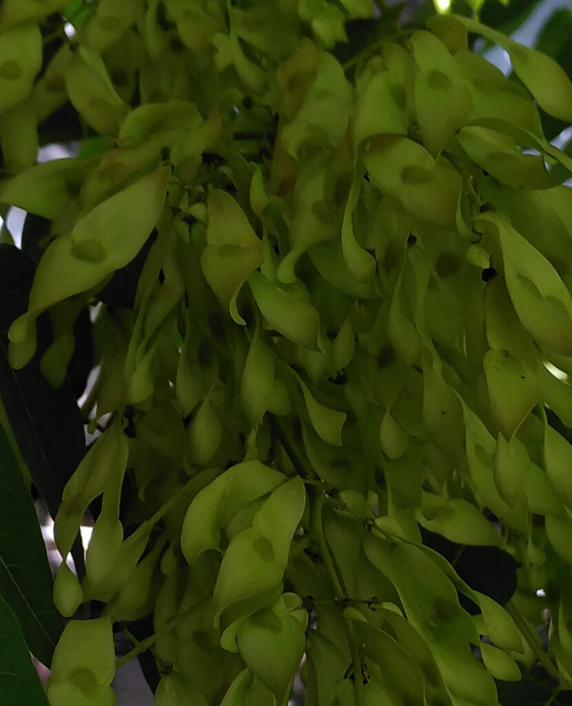 Ailanthus altissima: samares