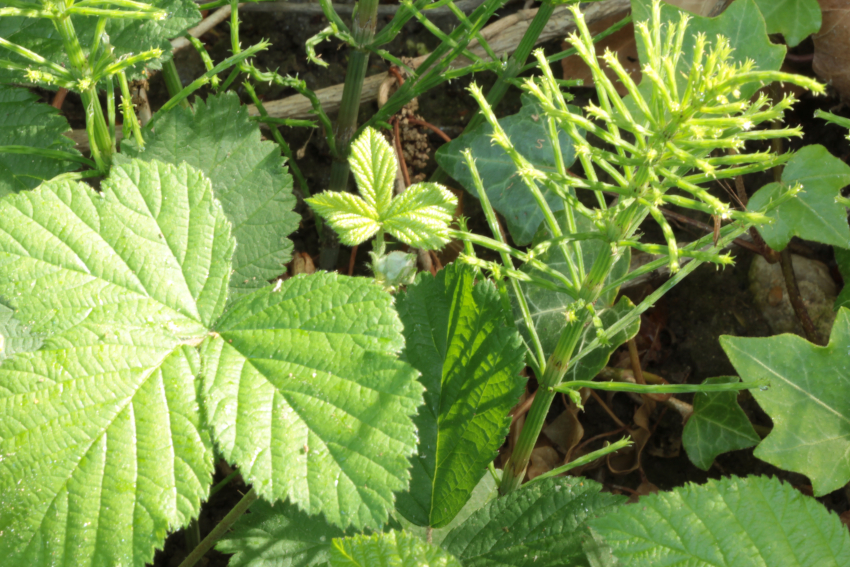 Equisetum arvense