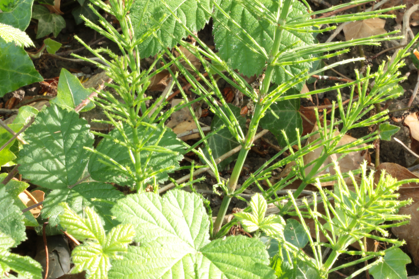 Equisetum arvense: tiges et rameaux