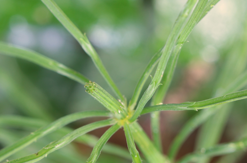 Equisetum arvense: lacune centrale de la tige.