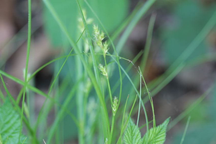 Carex remota, épis et longue bractée