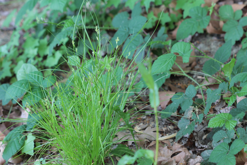 Carex remota
