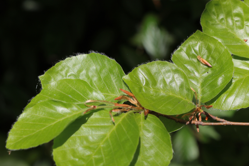 Fagus sylvatica