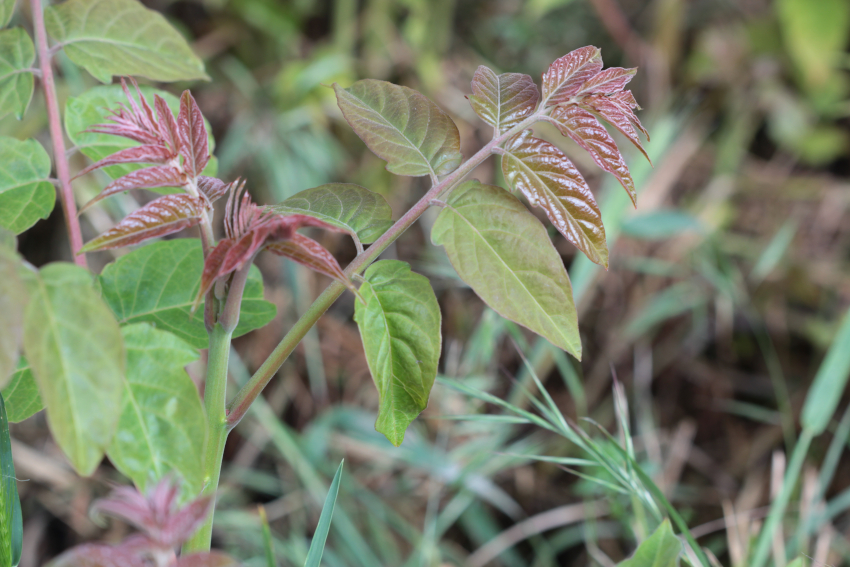 Ailanthus altissima: feuille