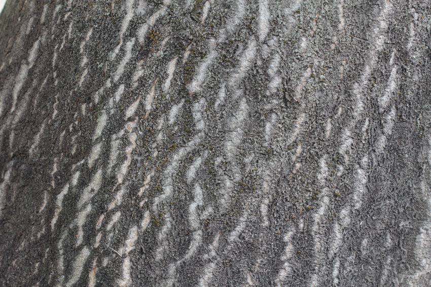 Ailanthus altissima: écorce