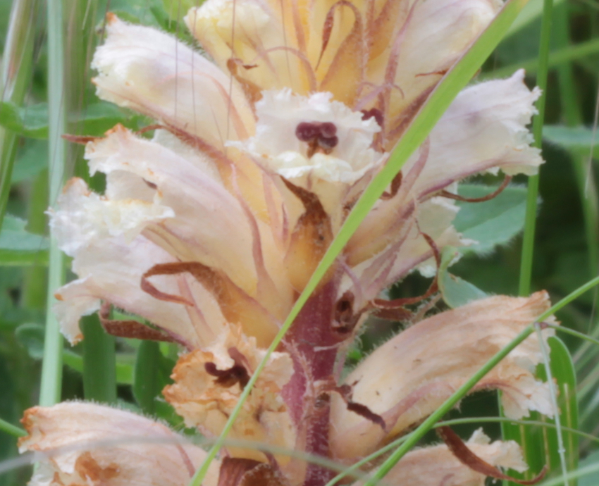 Orobanche minor: calices, corolles, stigmates