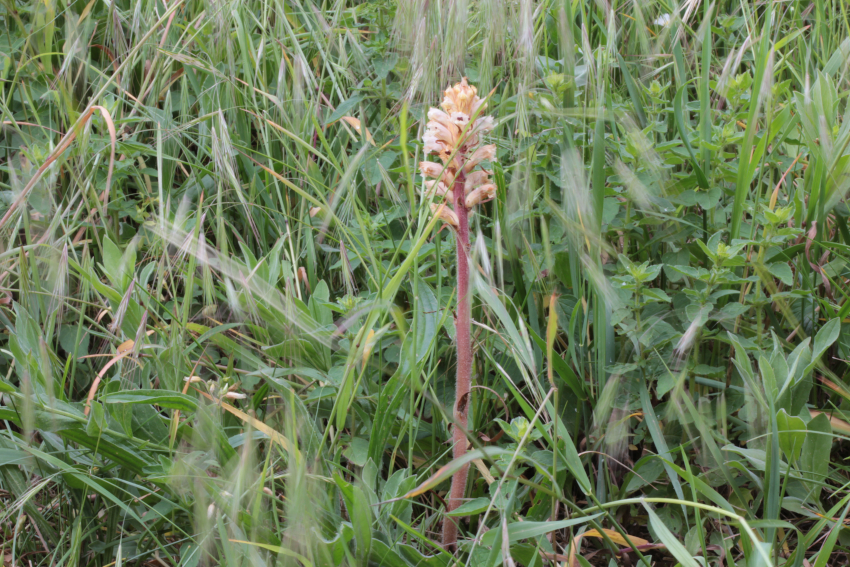 Orobanche minor