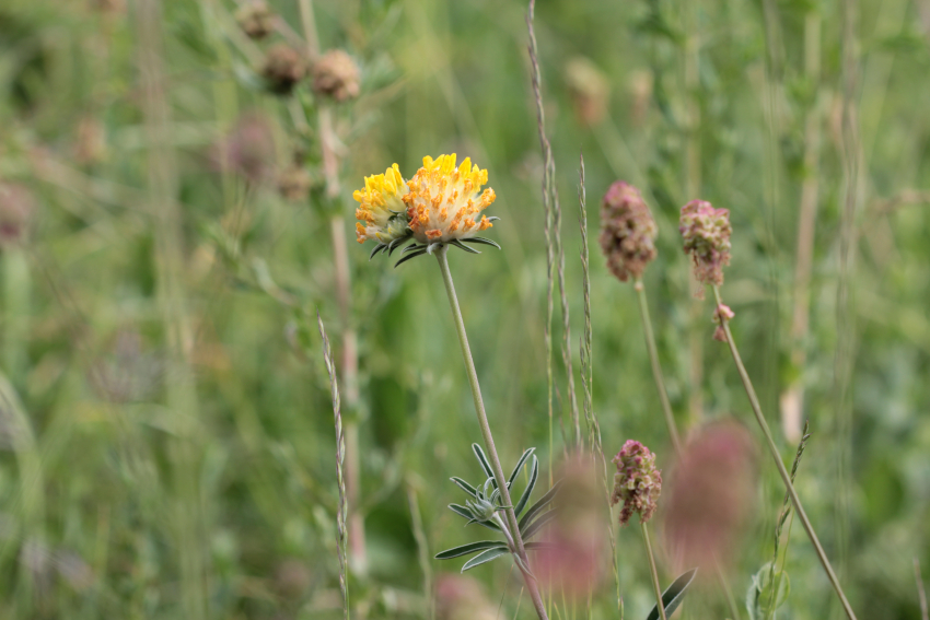 Anthyllis vulneraria