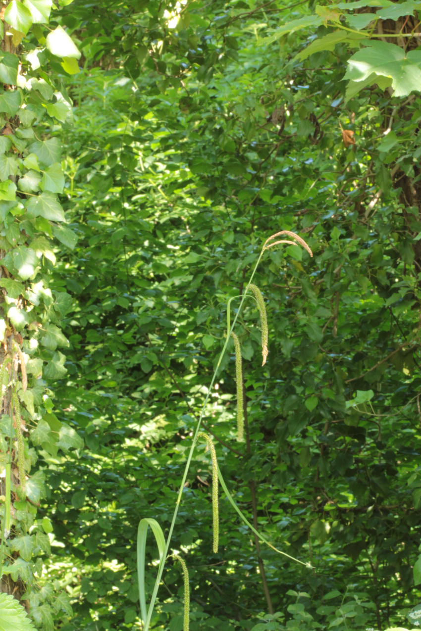 Carex pendula