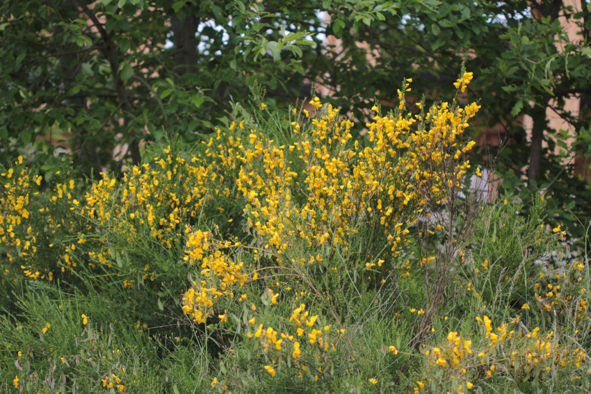 Cytisus scoparius