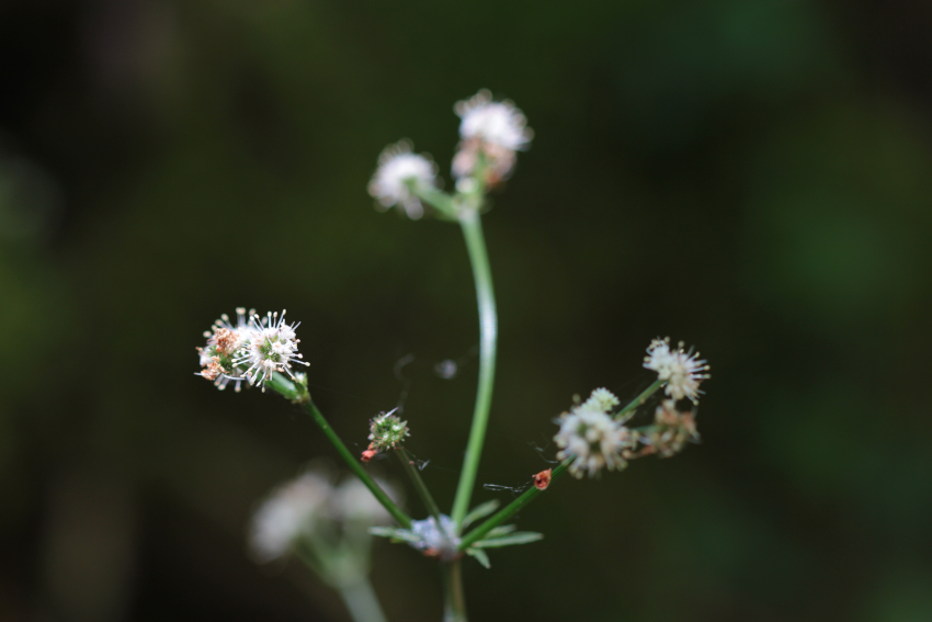 Sanicula europaea: ombelle