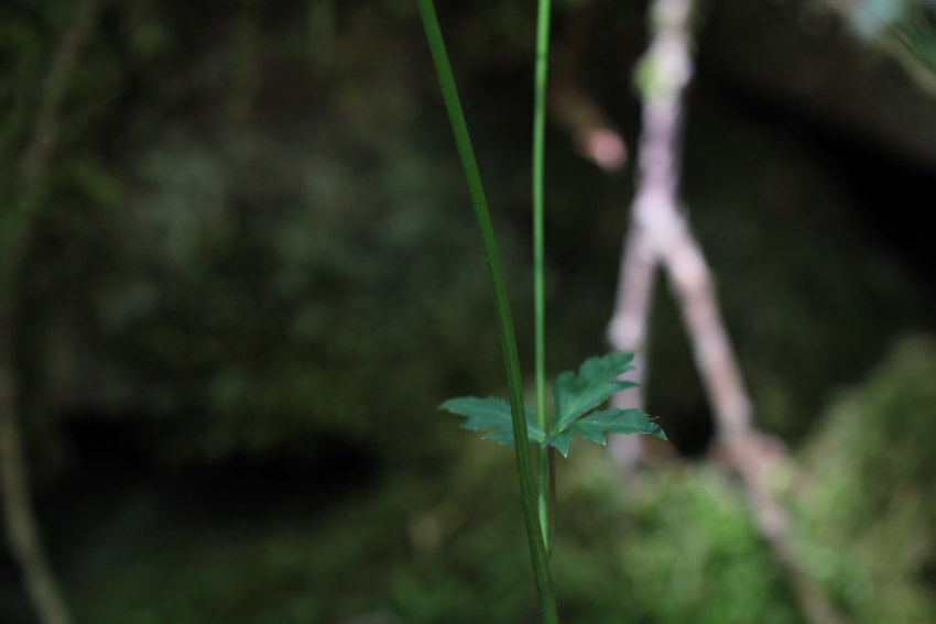 Sanicula europaea: feuille de la tige