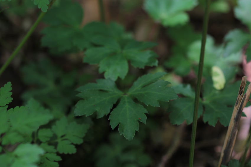 Sanicula europaea: feuilles basales