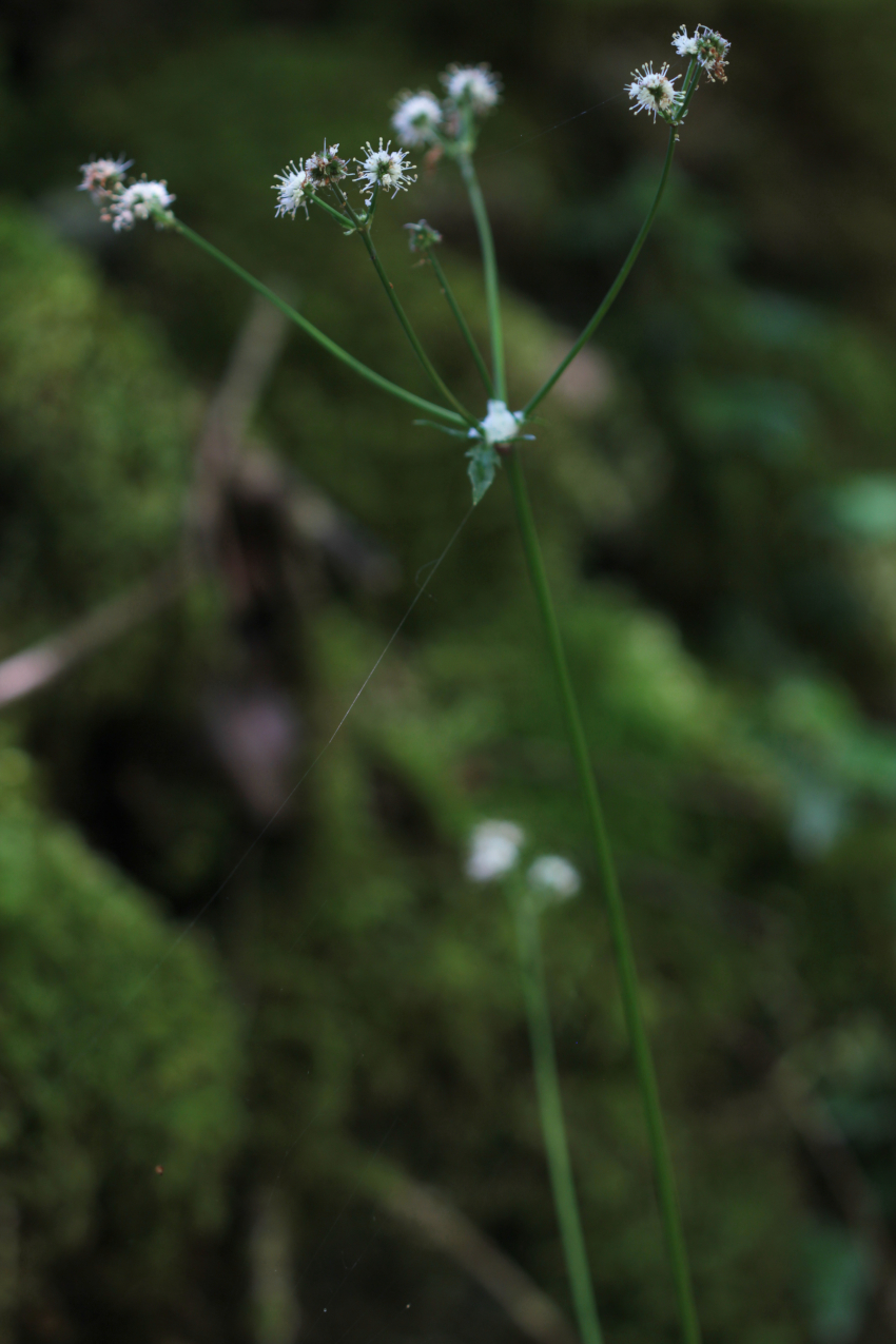 Sanicula europaea