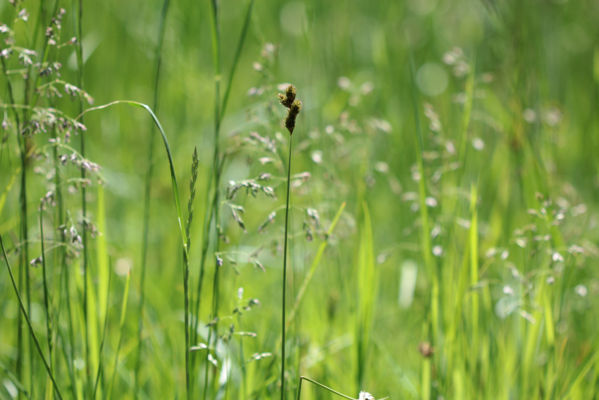 Carex leporina