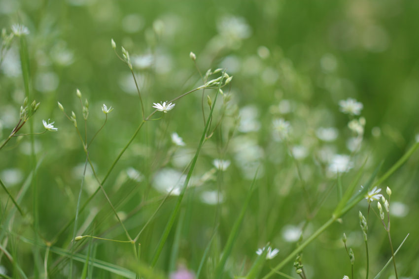 Stellaria graminea
