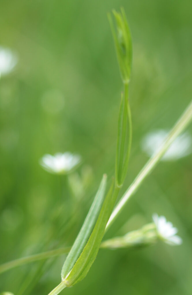 Stellaria graminea: feuilles, tige