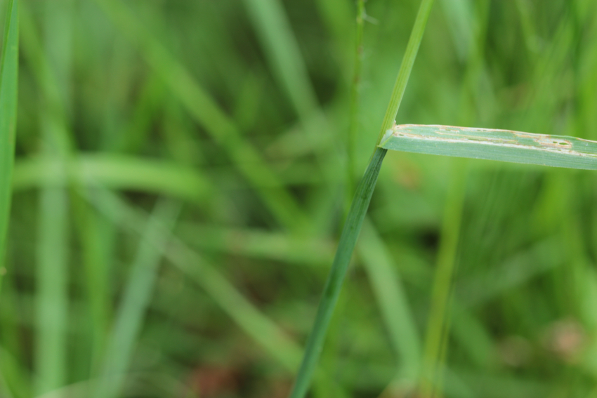 Briza media: ligule