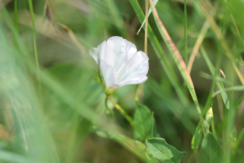 Convolvulus arvensis