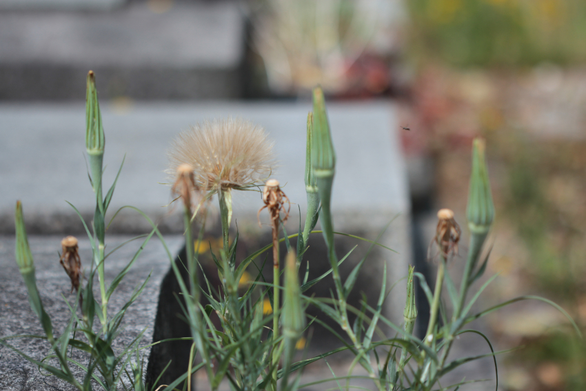 Tragopogon dubius