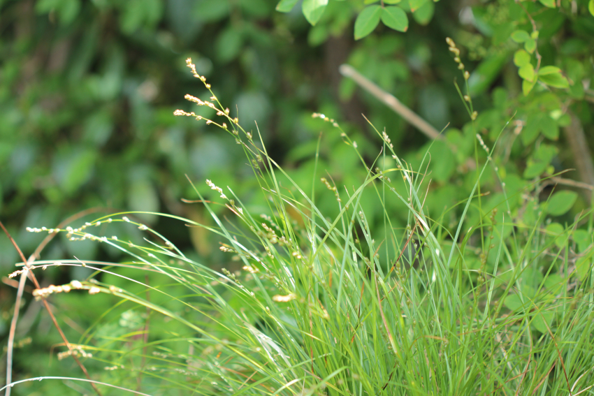 Carex divulsa