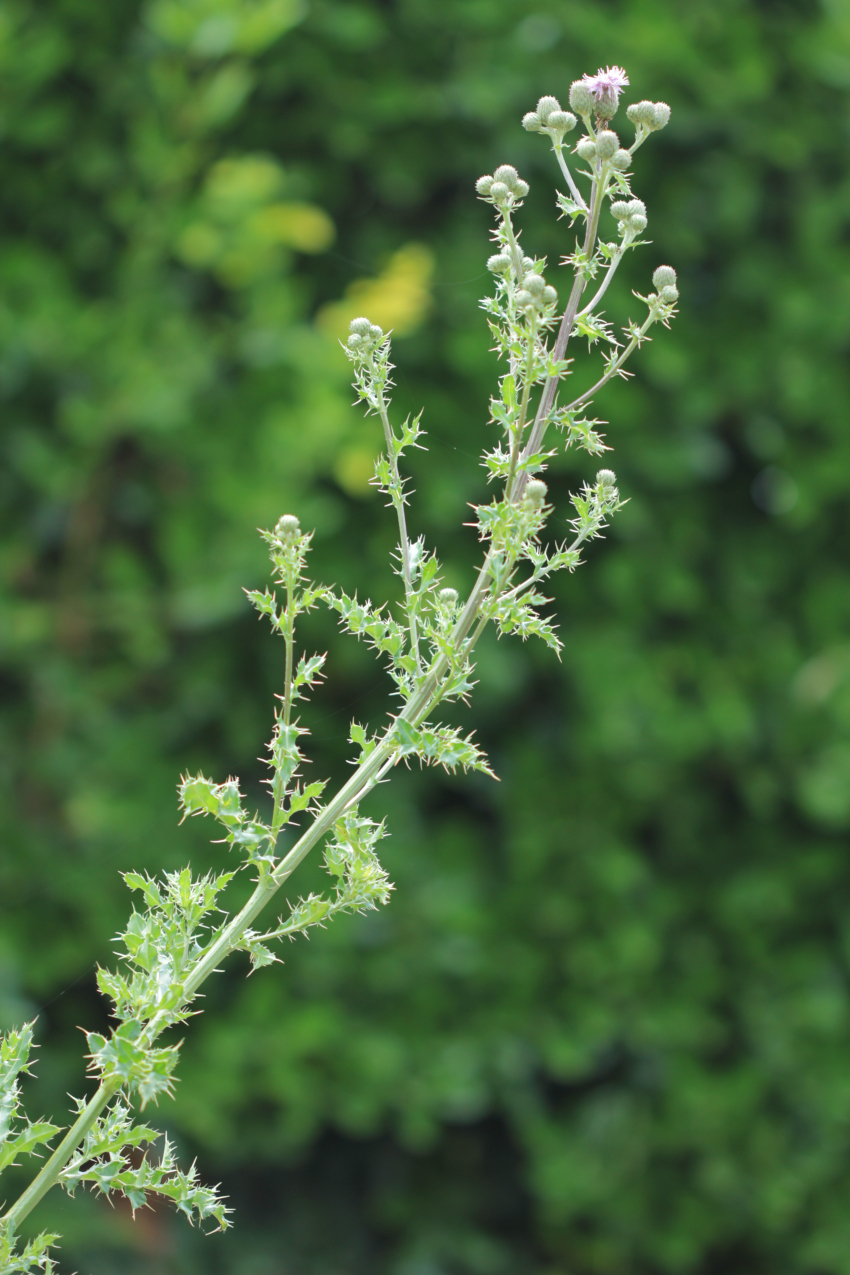 Cirsium arvense