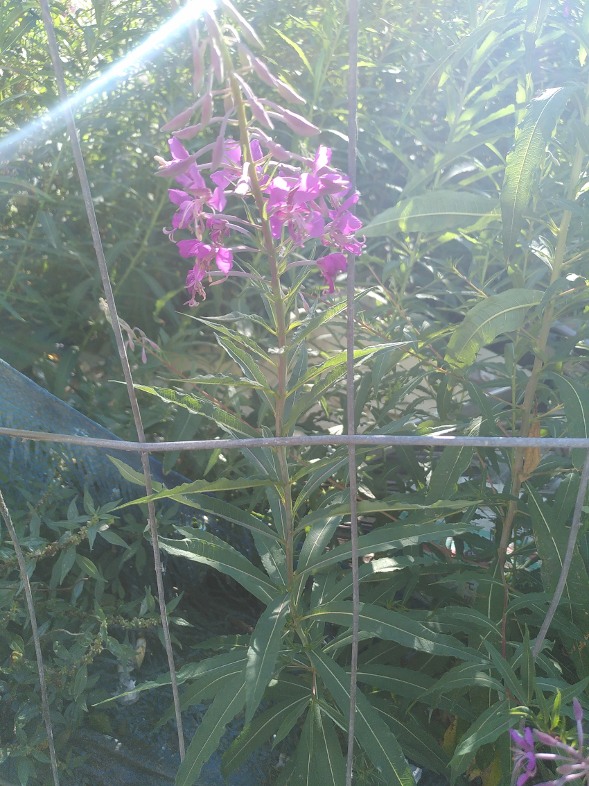 Epilobium angustifoliuù