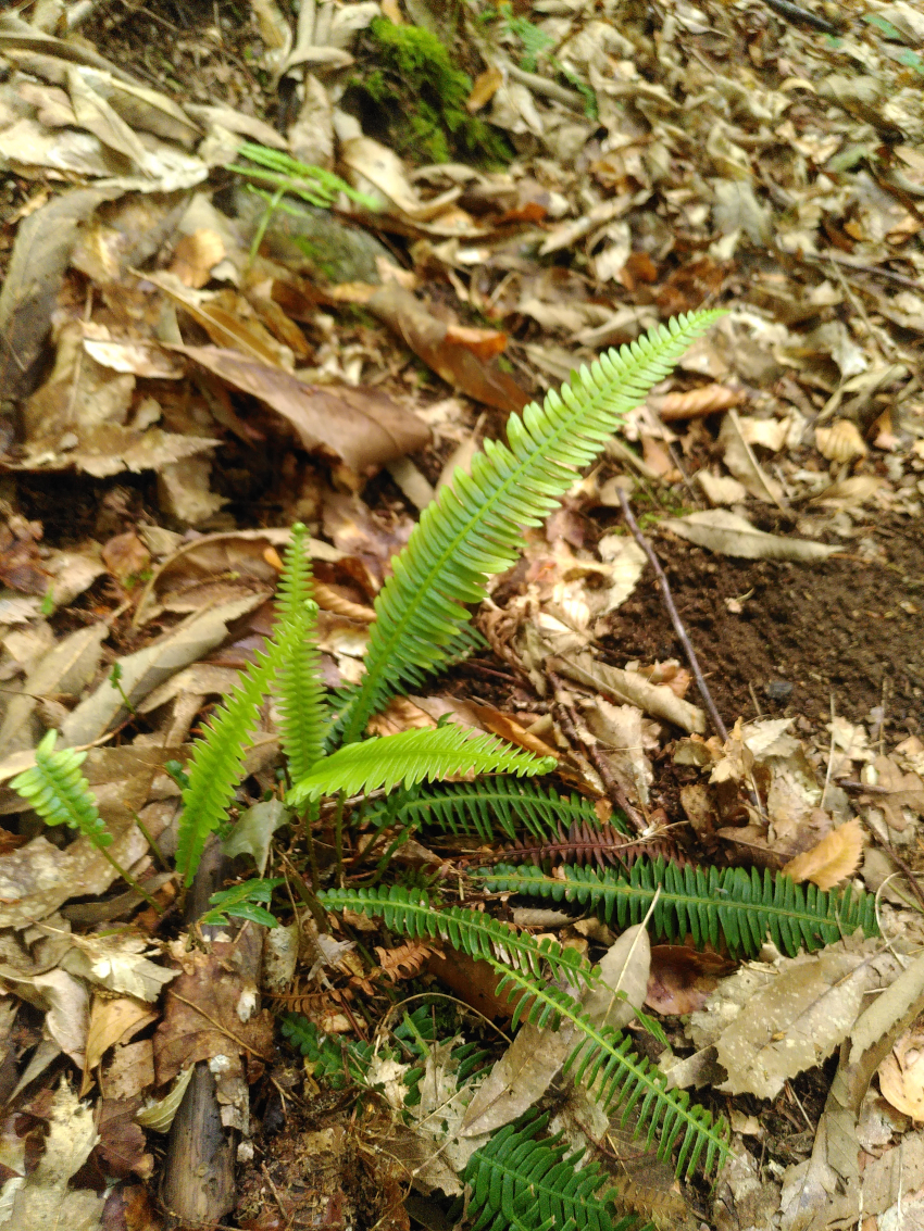 Blechnum spicant