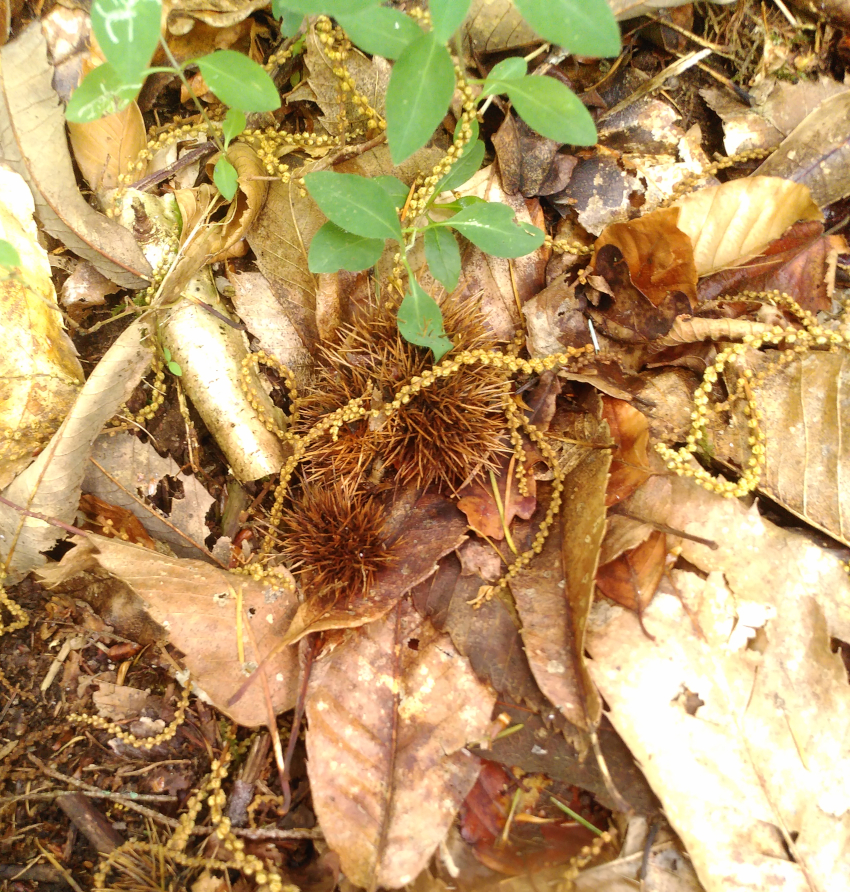 Castanea sativa: bogues, feuilles sèches, inflorescence. Semen-Carpo