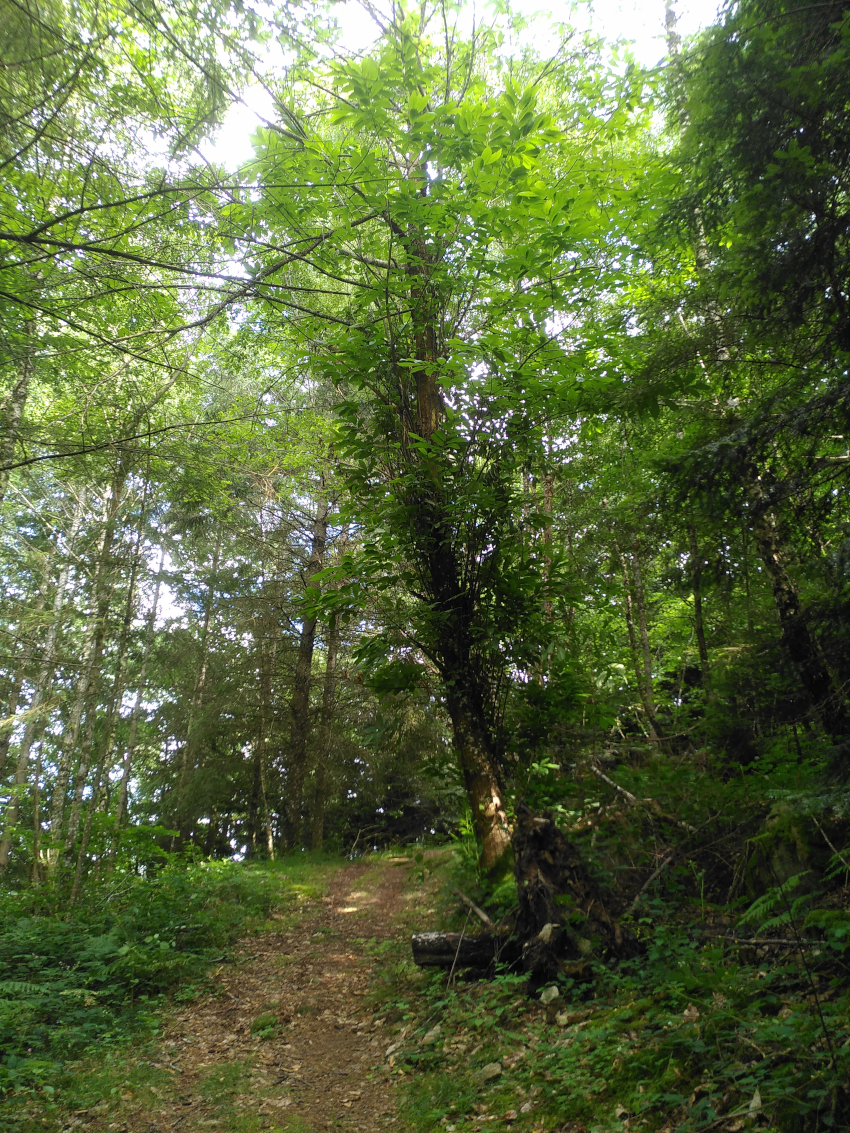 Castanea sativa