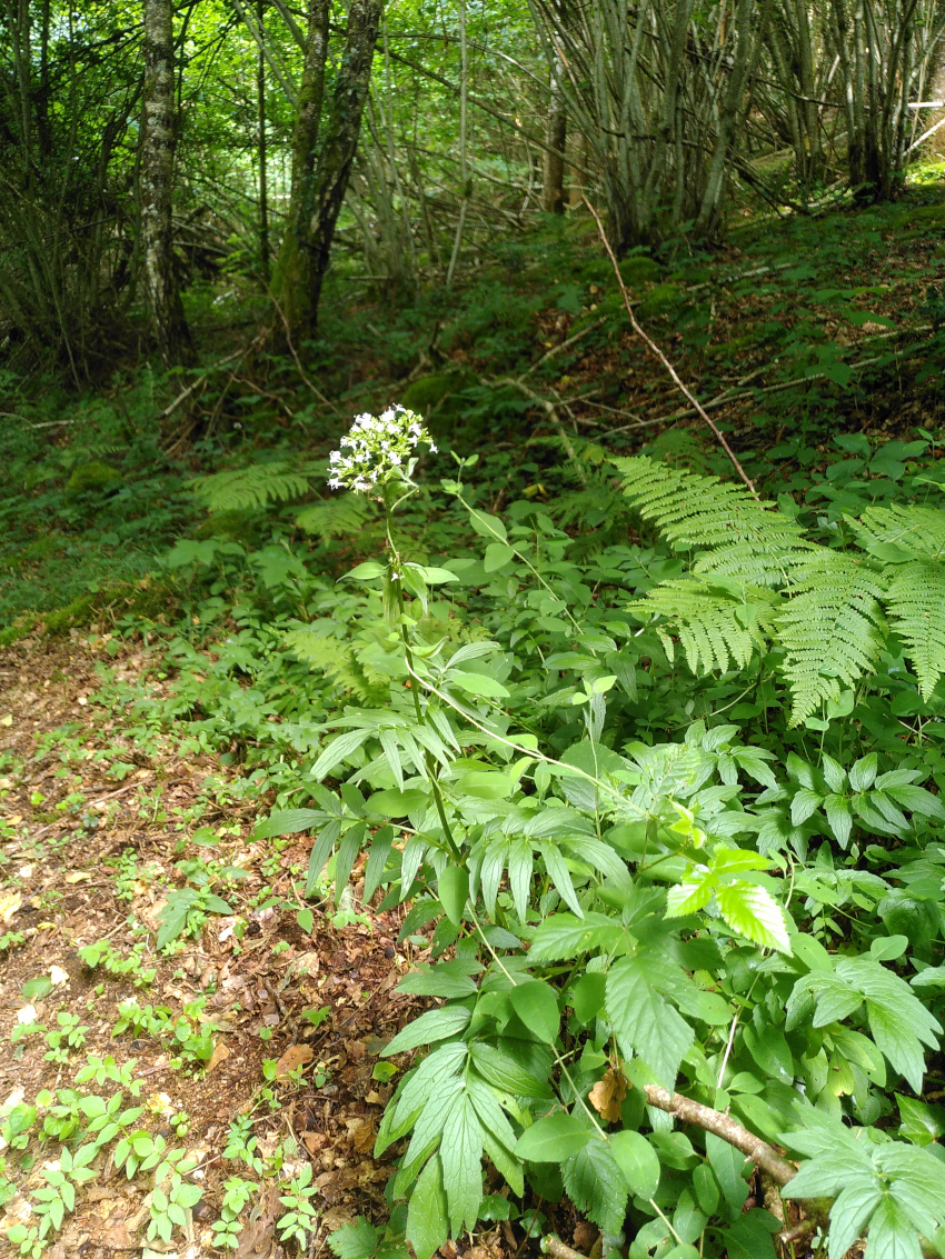 Valeriana officinalis