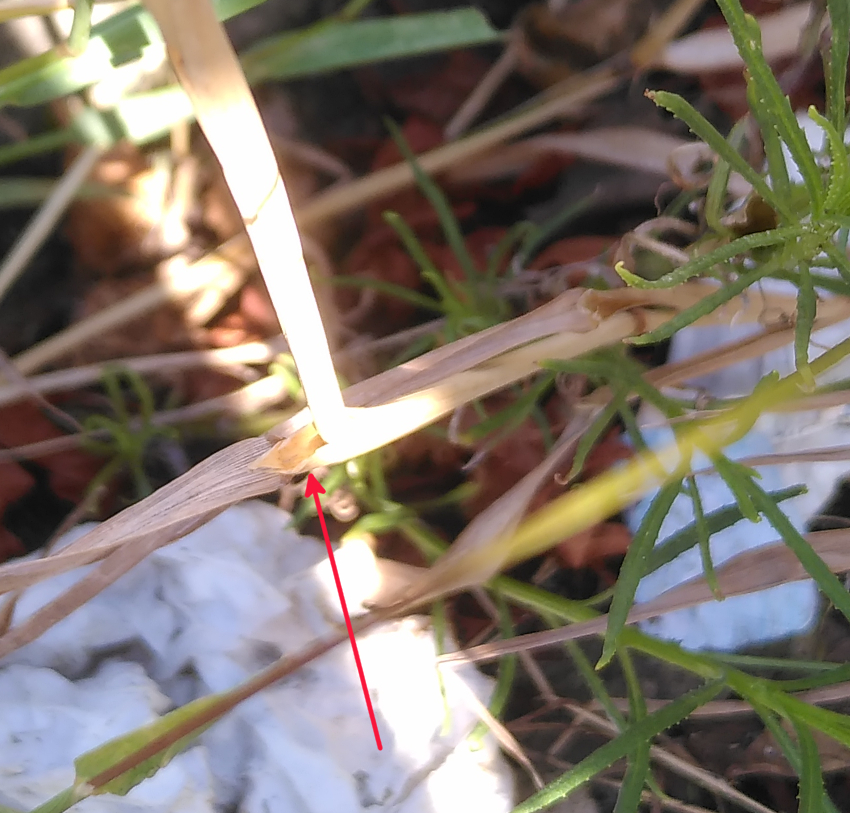 Polypogon maritimus: ligule.
