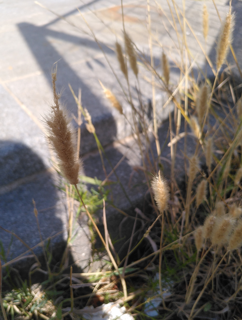 Polypogon maritimus