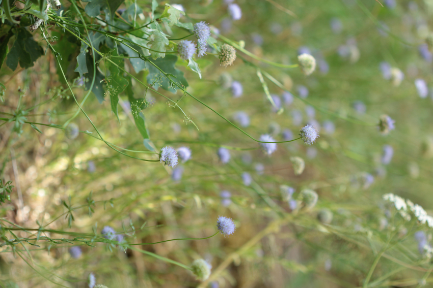 Jasione laevis