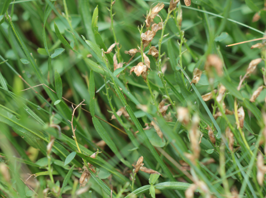 Genista sagittalis