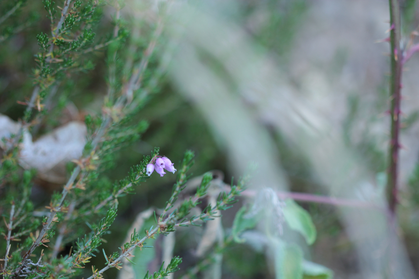 Erica cinerea