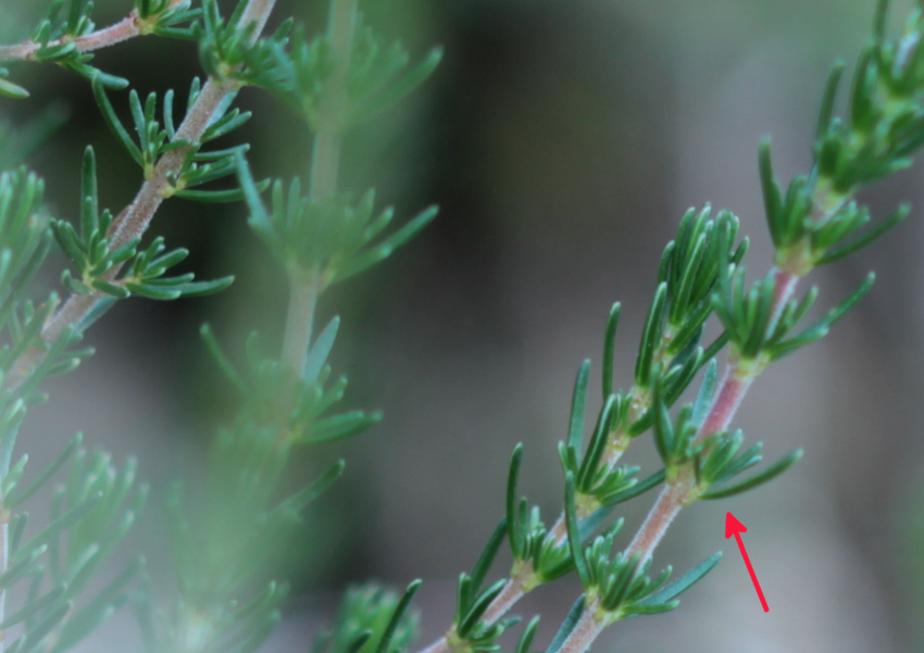 Erica cinerea: feuilles