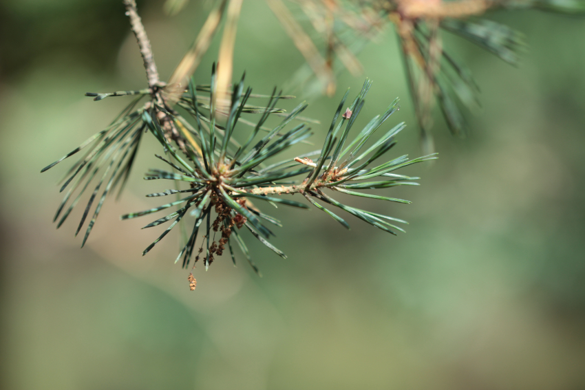 Pinus sylvestris