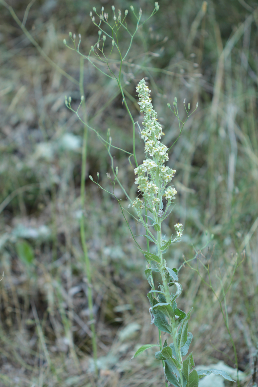 Verbascum lycnitis