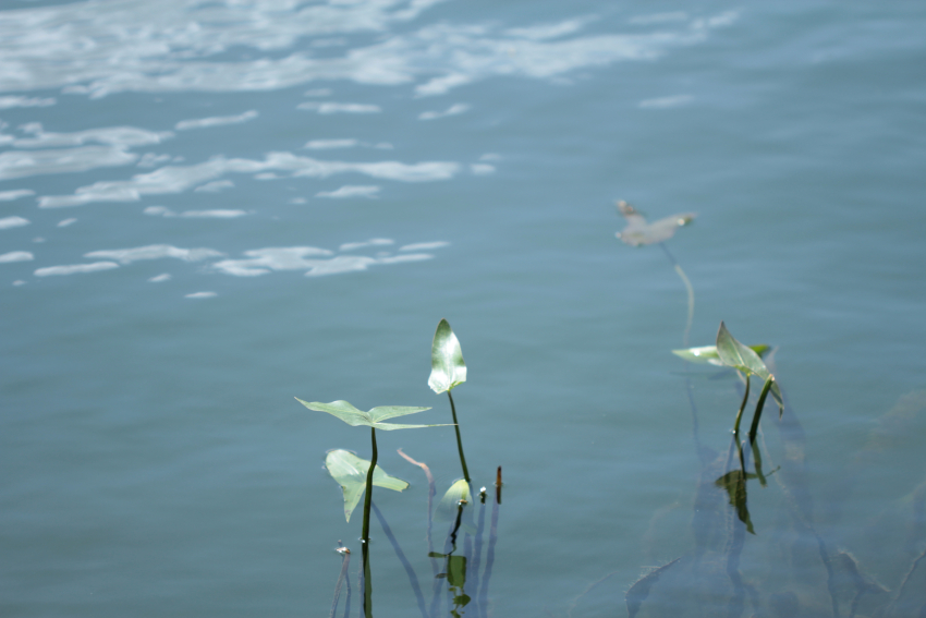Sagittaria sagittifolia